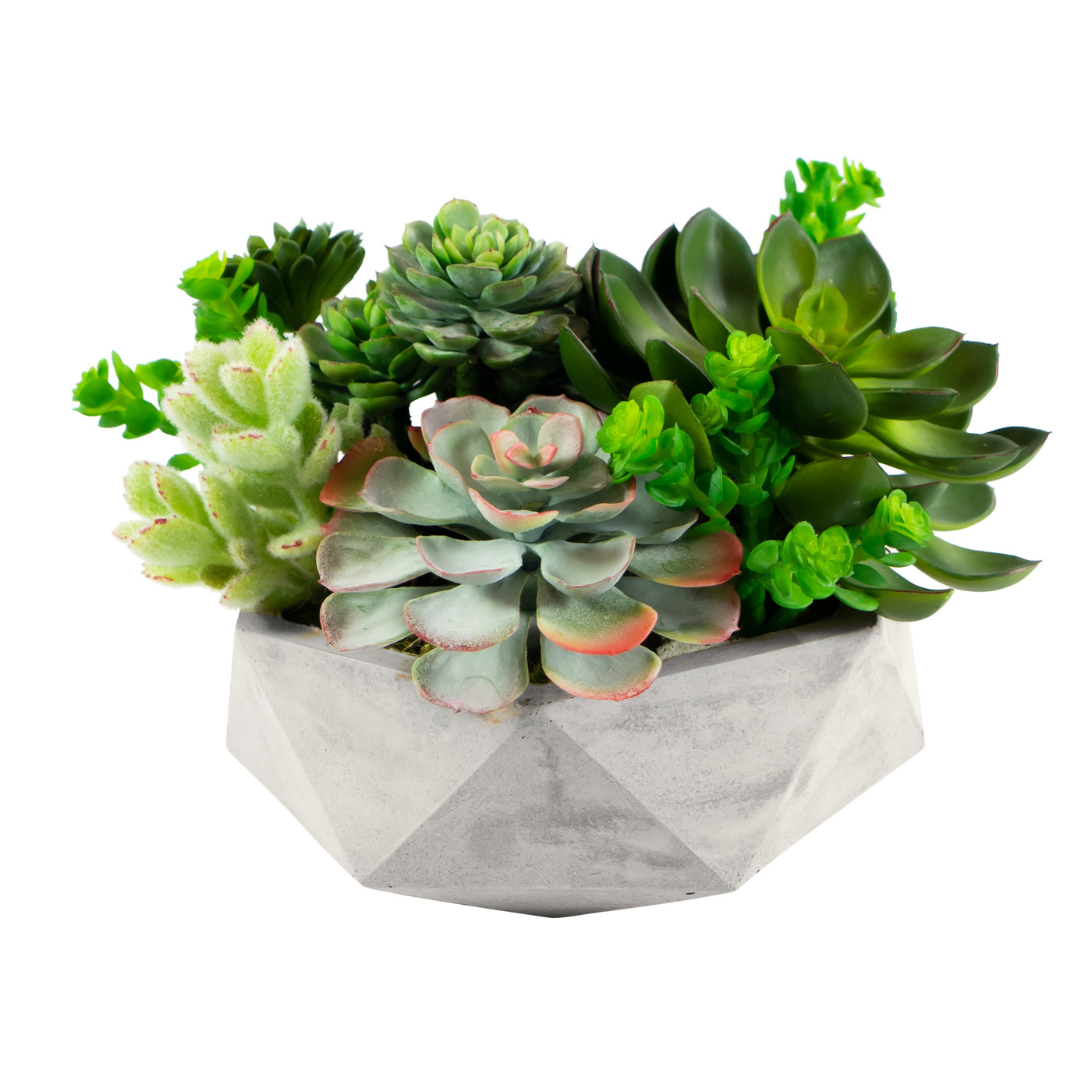 MIX SUCCULENT IN HEXAGON POT 8"