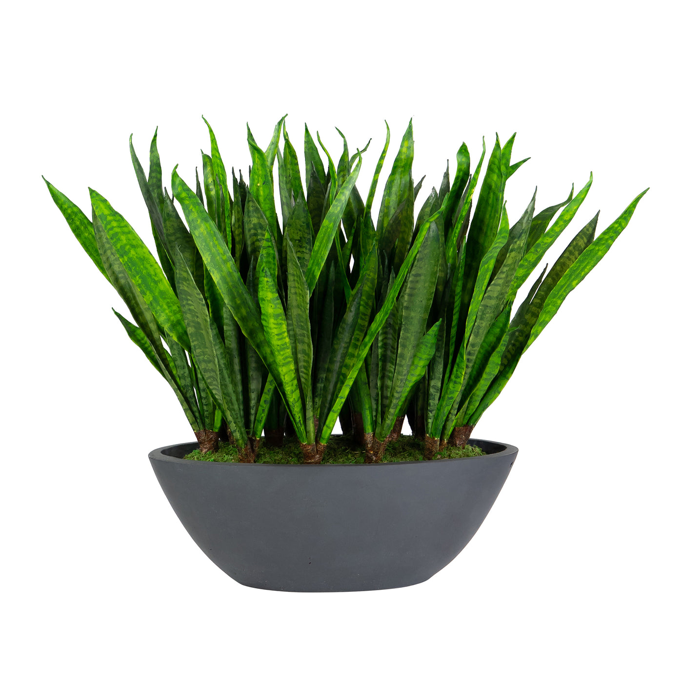 SANSEVIERIA IN OVAL PLANTER 26"