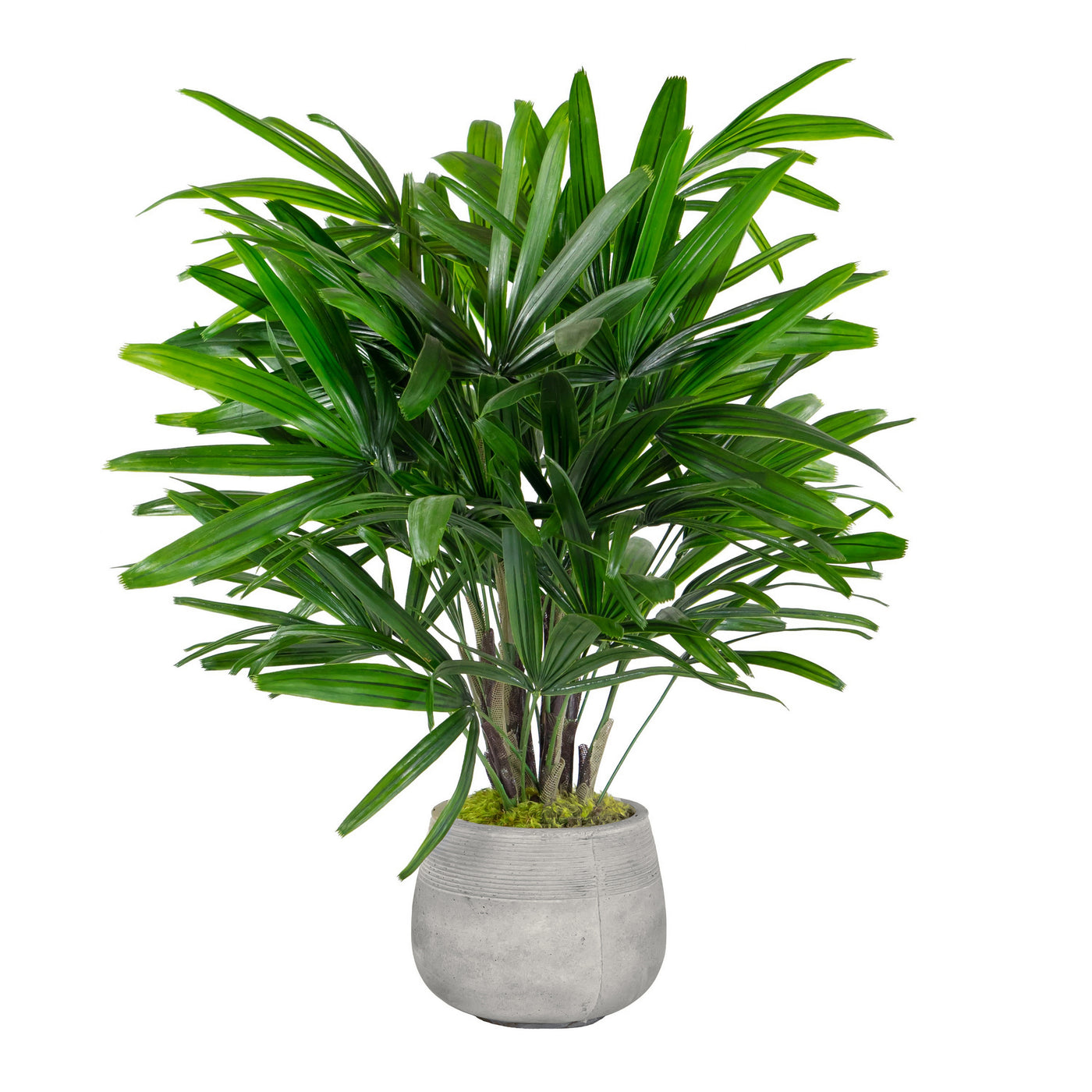 RHAPIS PALM IN STONECAST PLANTER 3'