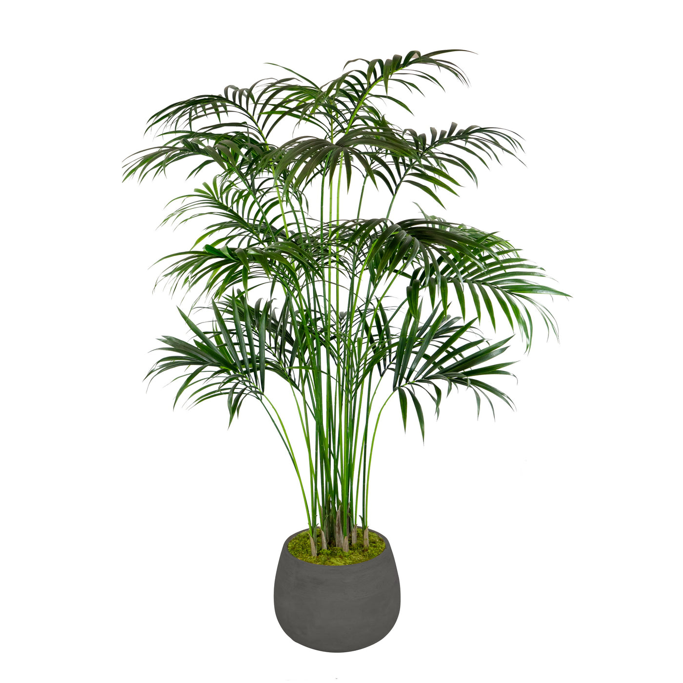 KENTIA PALM IN STONECAST PLANTER 7'