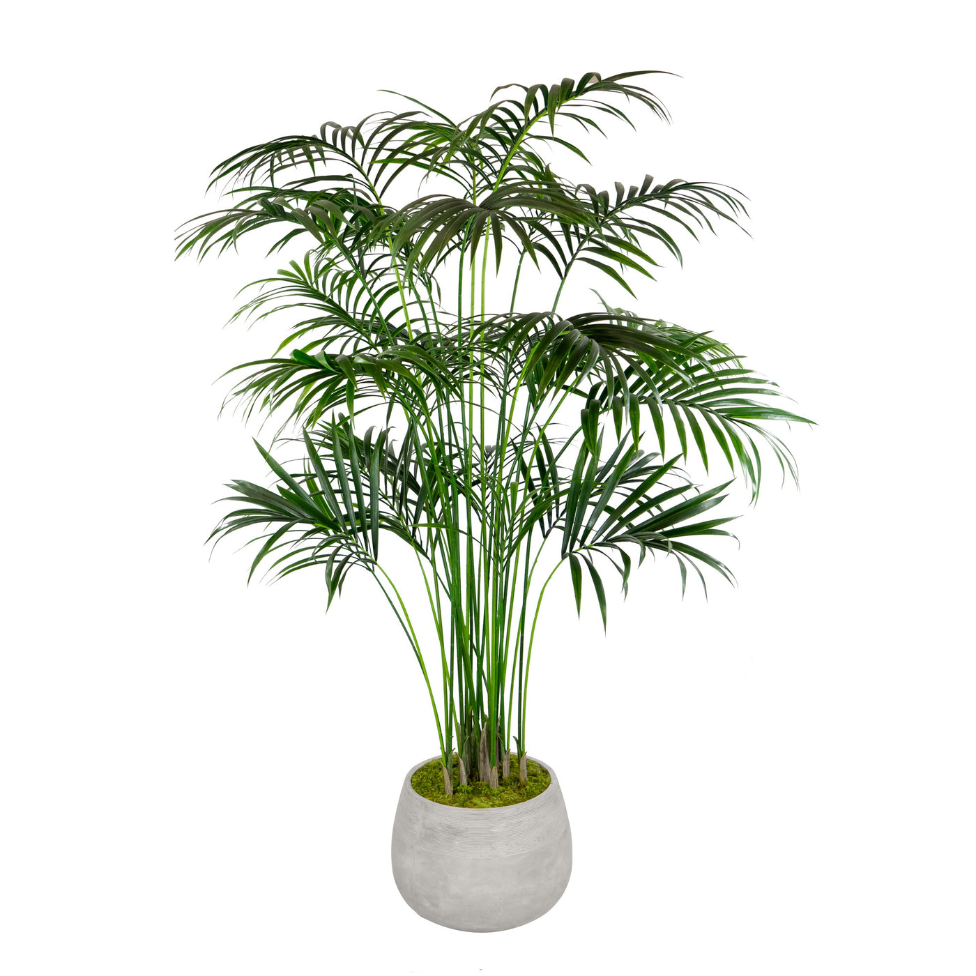 KENTIA PALM IN STONECAST PLANTER 7'