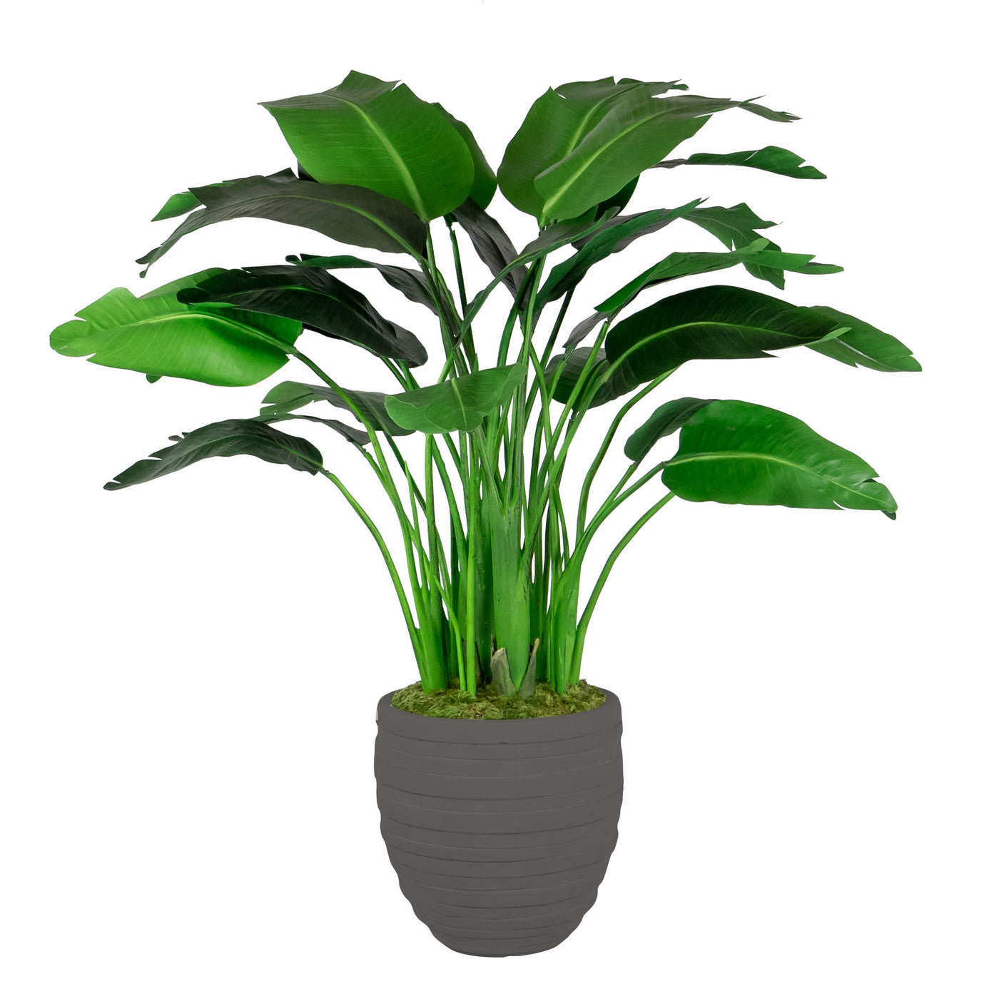 TRAVELERS PALM IN STONECAST POT 4'