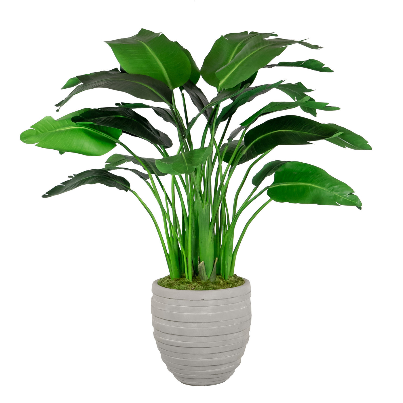 TRAVELERS PALM IN STONECAST POT 4'