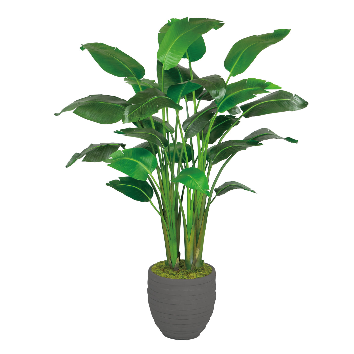 Travelers Palm in Stonecast Pot 6'