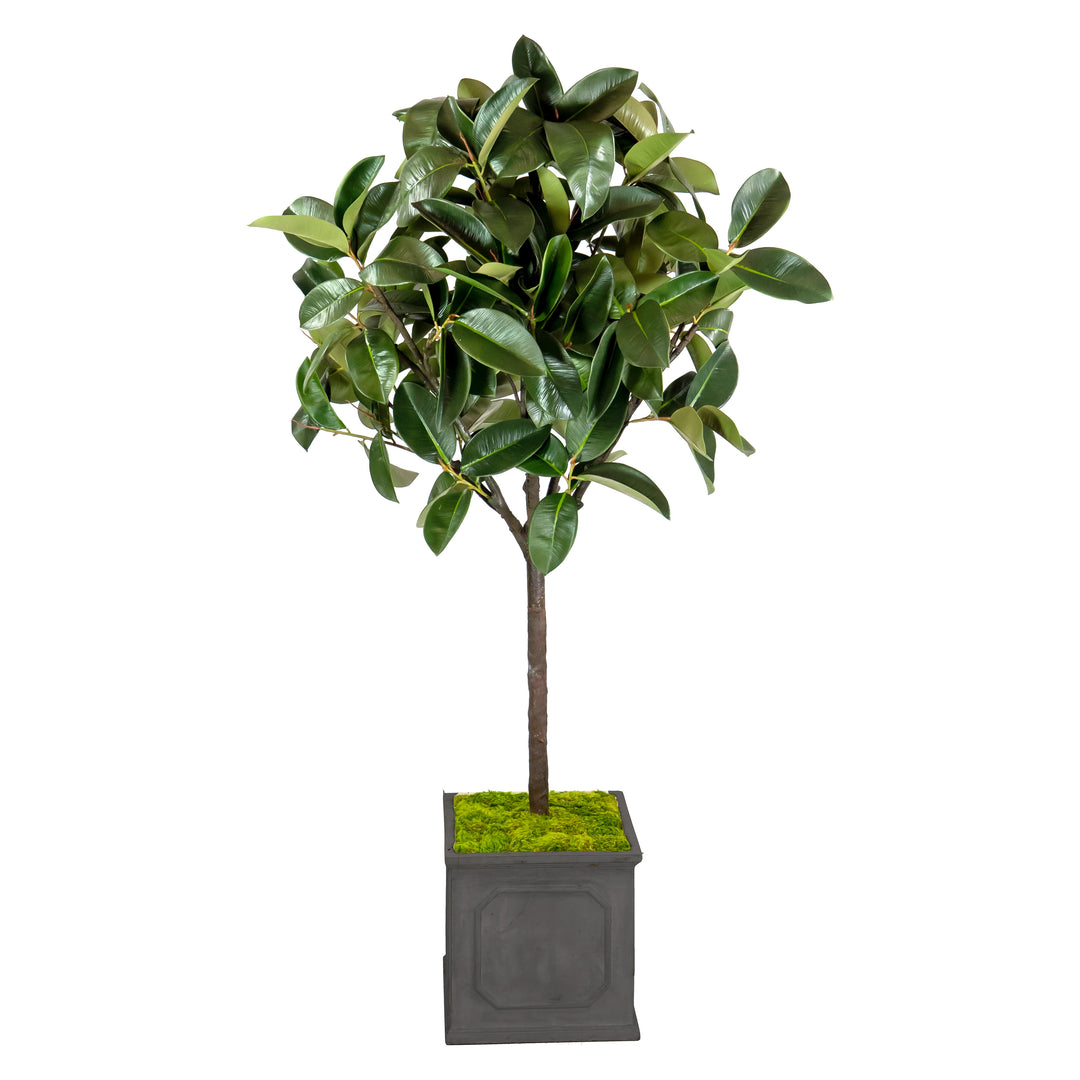 rubber tree pot size Rubber Tree in Planter 6'