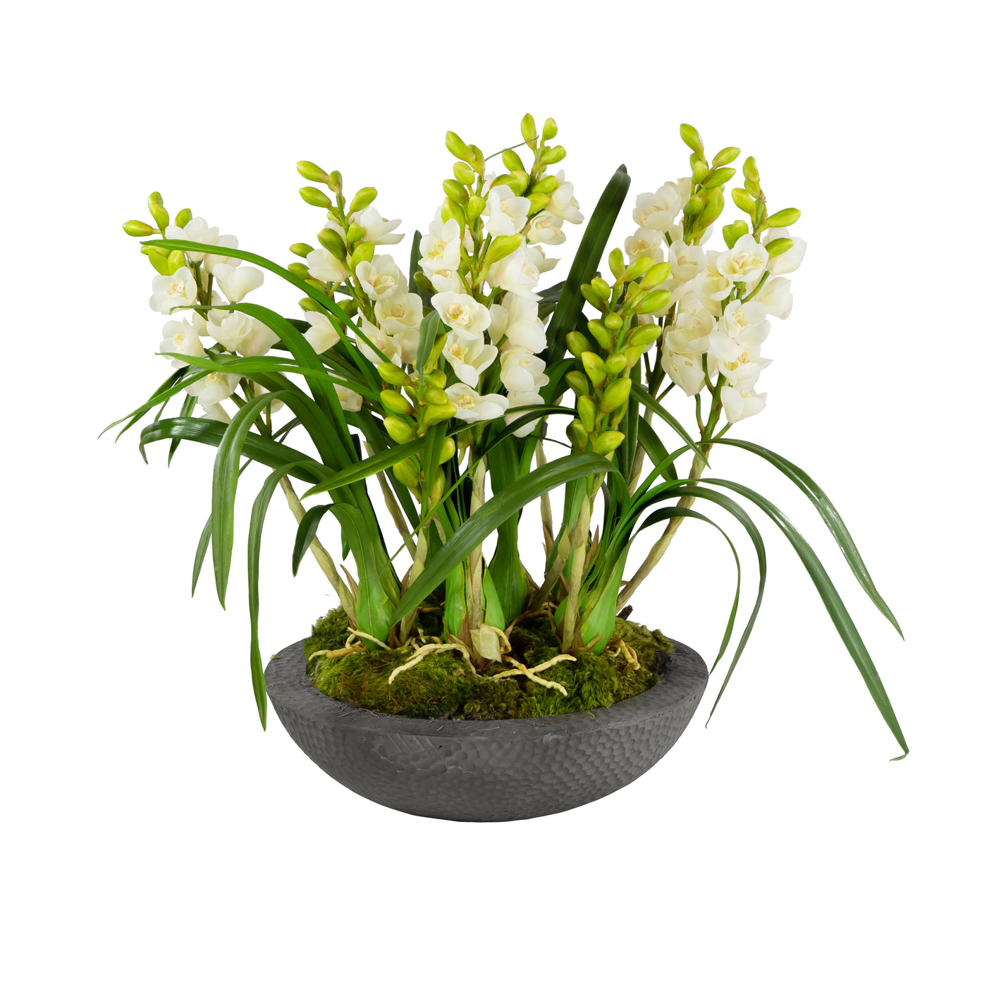 ORCHID CYMBIDIUM IN PLANTER 27"