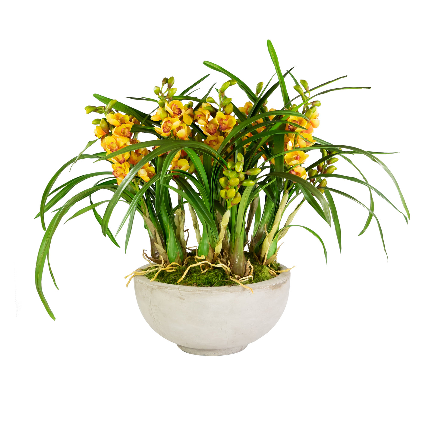 ORCHID CYMBIDIUM IN BOWL (WHD307-YLGR)