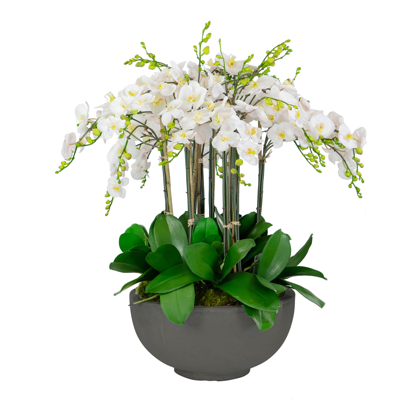 DELUXE ORCHIDS IN BOWL 34"