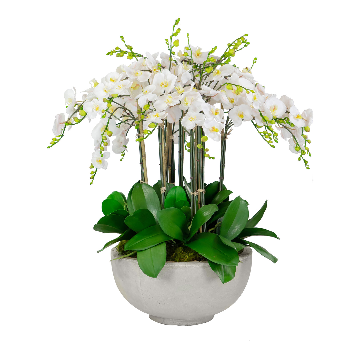 DELUXE ORCHIDS IN BOWL 34"