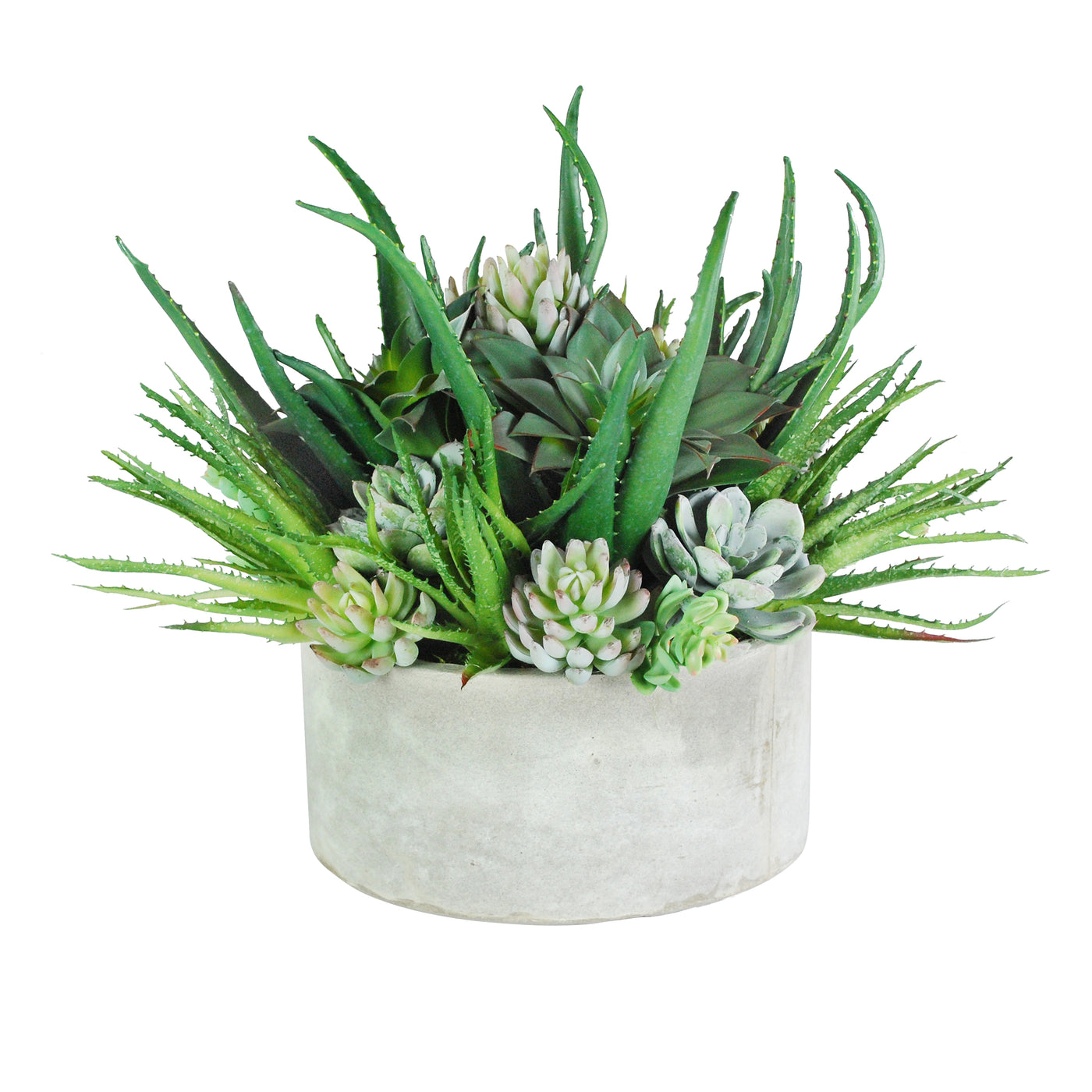 aloe succulents in light stonecast planter