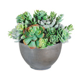 SUCCULENT MIX IN BOWL 11"