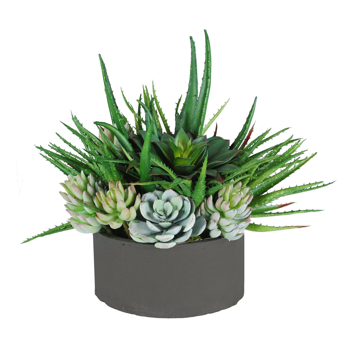 aloe succulents in dark stonecast planter