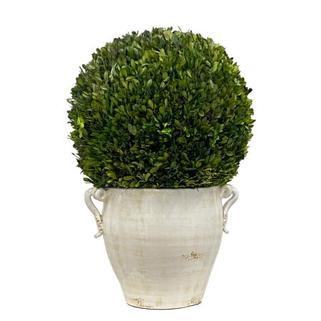 BOXWOOD IN PLANTER 28''
