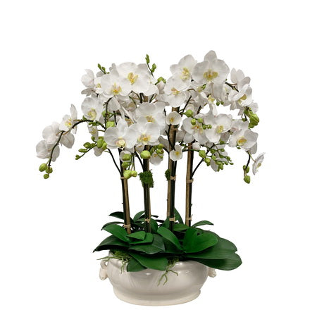 ORCHID IN OVAL CACHE POT 31''