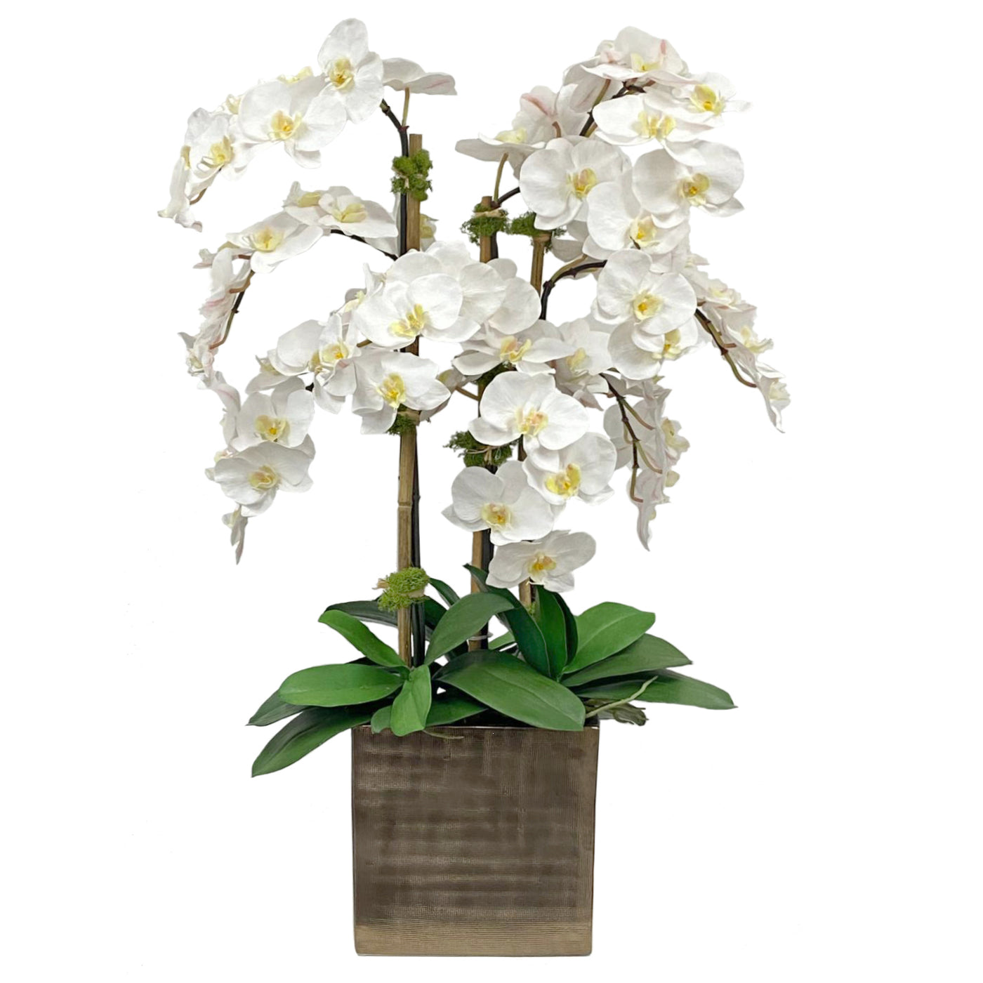 ORCHID IN ANTIQUE VASE 36"