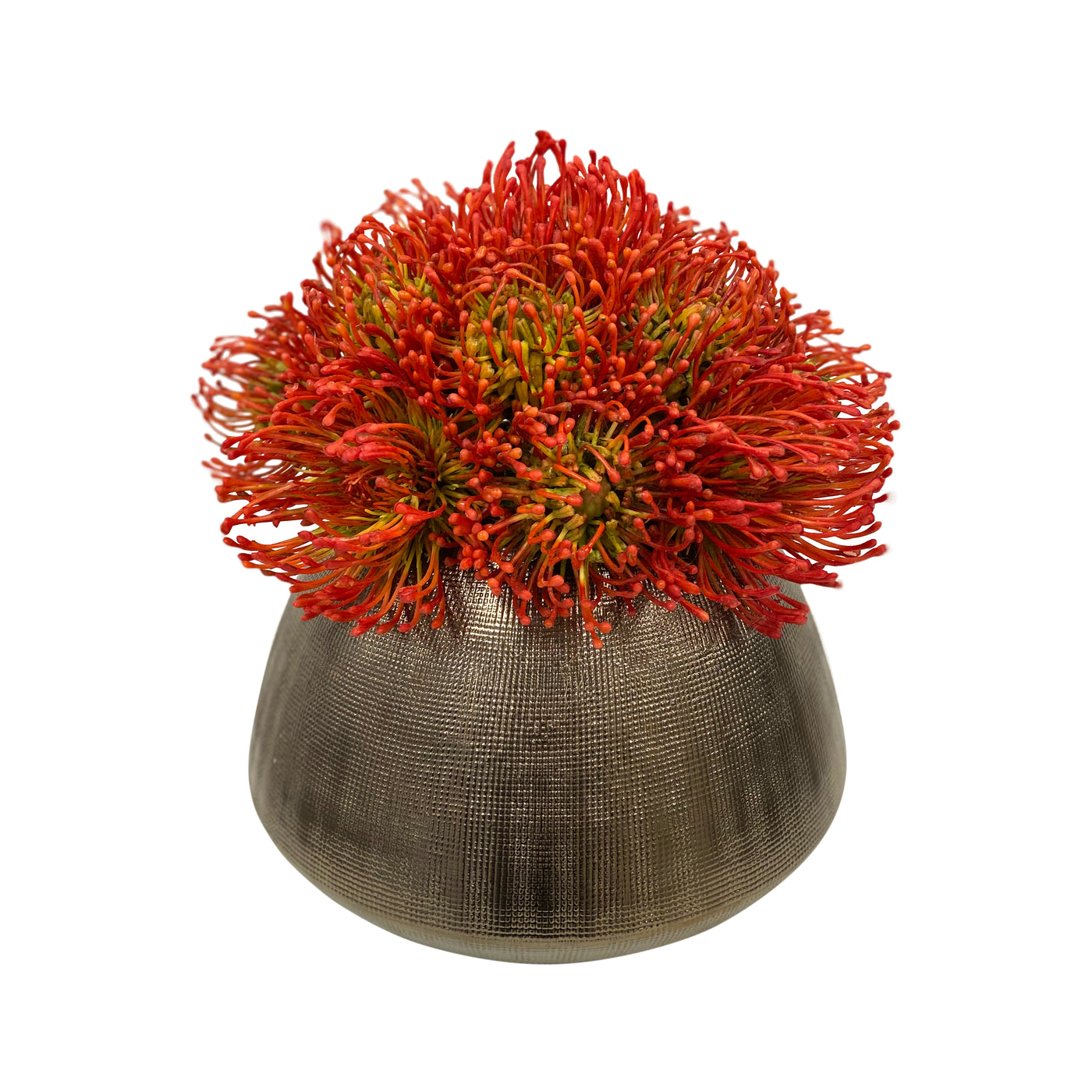 CUSHION PROTEA IN CACHE POT 11"