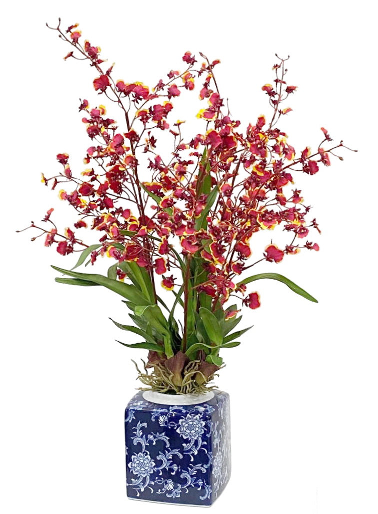 A Oncidium Orchid in a Pot	