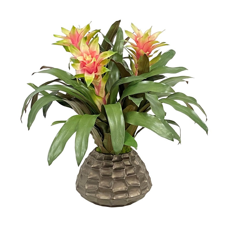 BROMELIAD IN CACHE POT 23"
