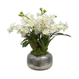 Vanda Orchid in Pot 18"