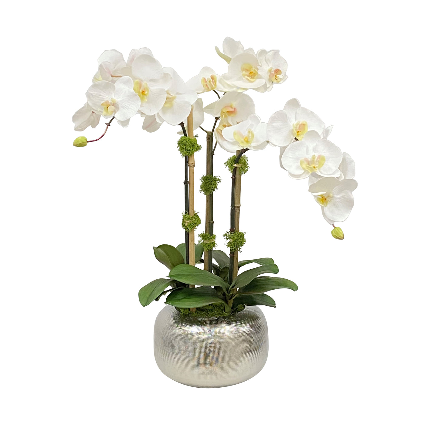 ORCHID IN ARTISANAL POT 22"