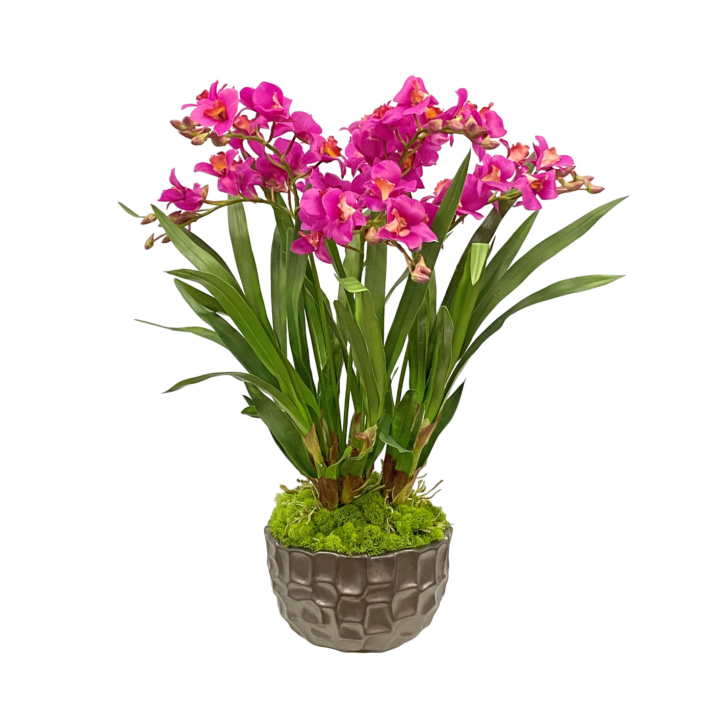 Orchid in Modern Bowl 27"