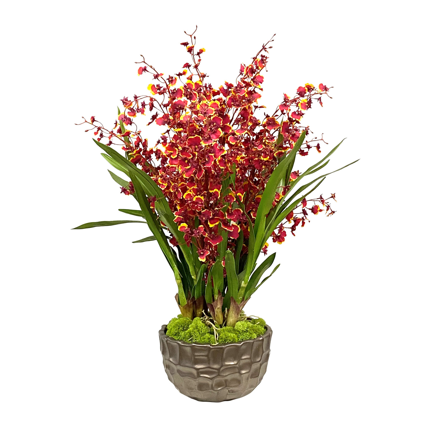 Dancing Orchid in Modern Bowl 32"