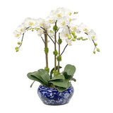 ORCHID IN FISH BOWL (WHD380-WH)