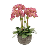 Mauve phalaenopsis orchid arrangement in a textured modern decorative bowl