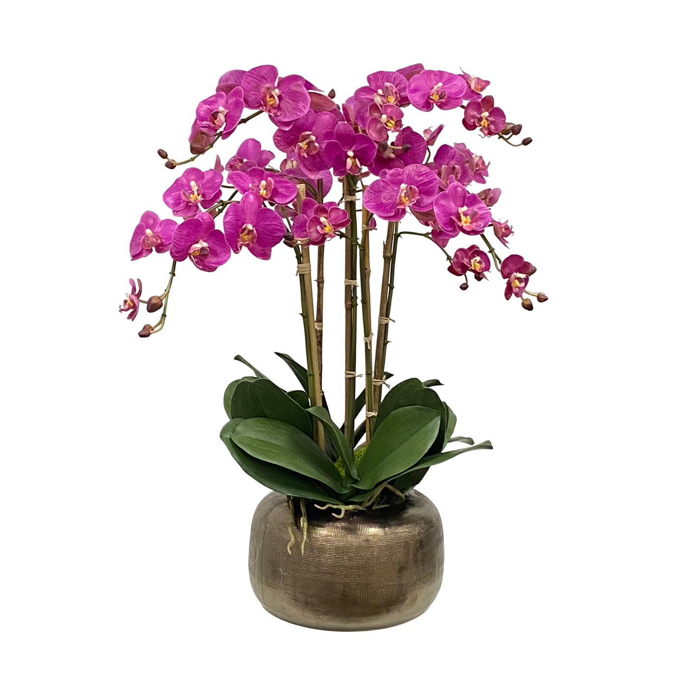 ORCHID IN ARTISANAL POT 27"