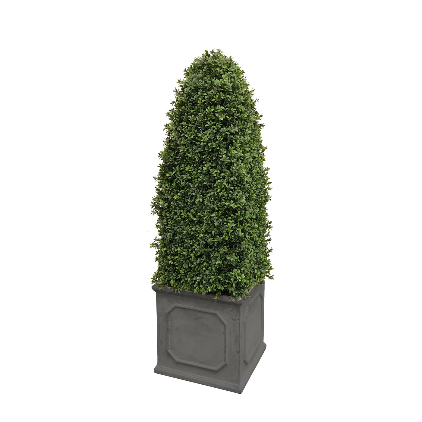 BULLET BOXWOOD IN SQUARE PLANTER 4.5'