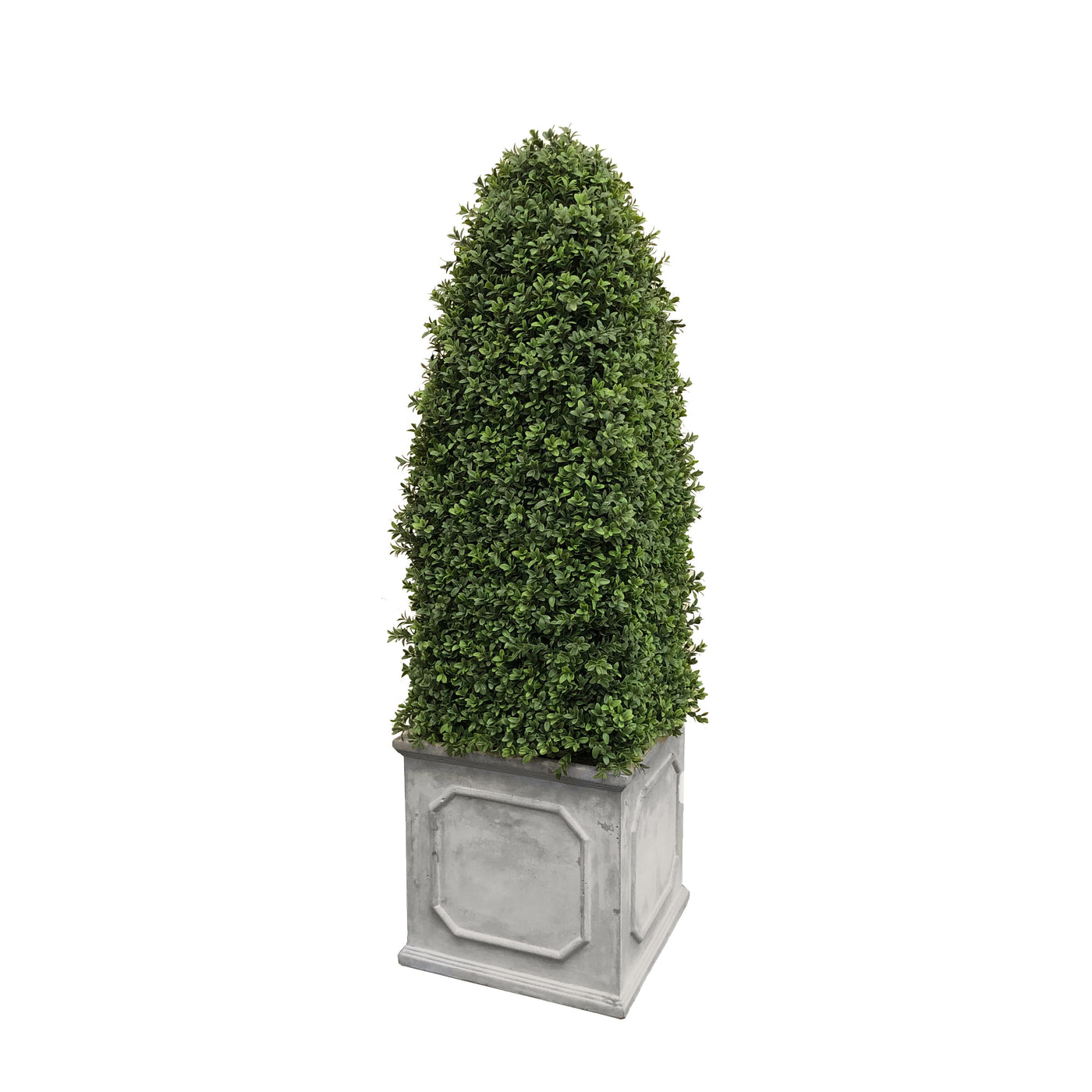 BULLET BOXWOOD IN SQUARE PLANTER 4.5'