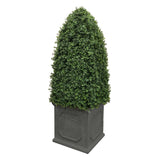 Bullet Boxwood in Planter 5'