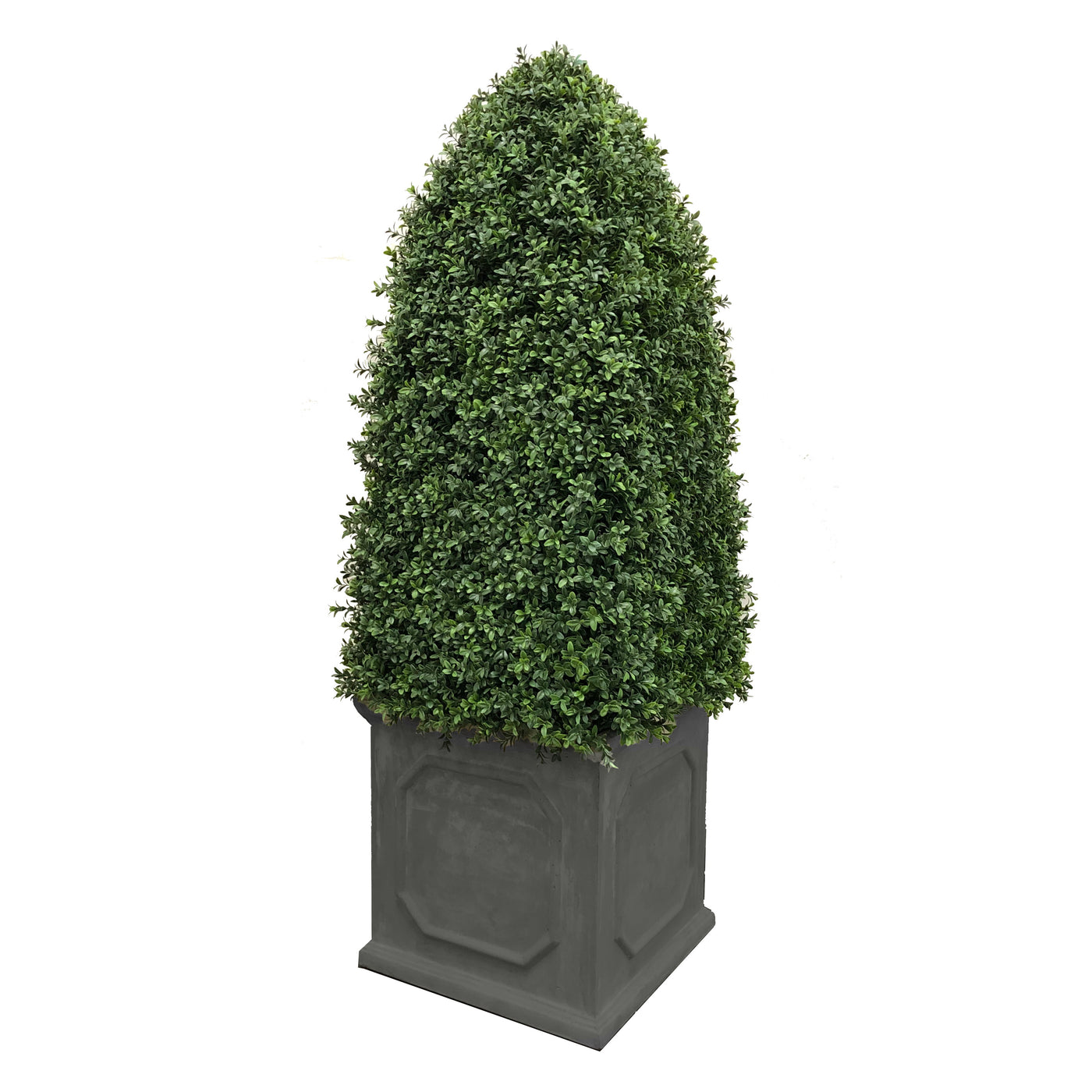 BULLET BOXWOOD IN PLANTER 5'