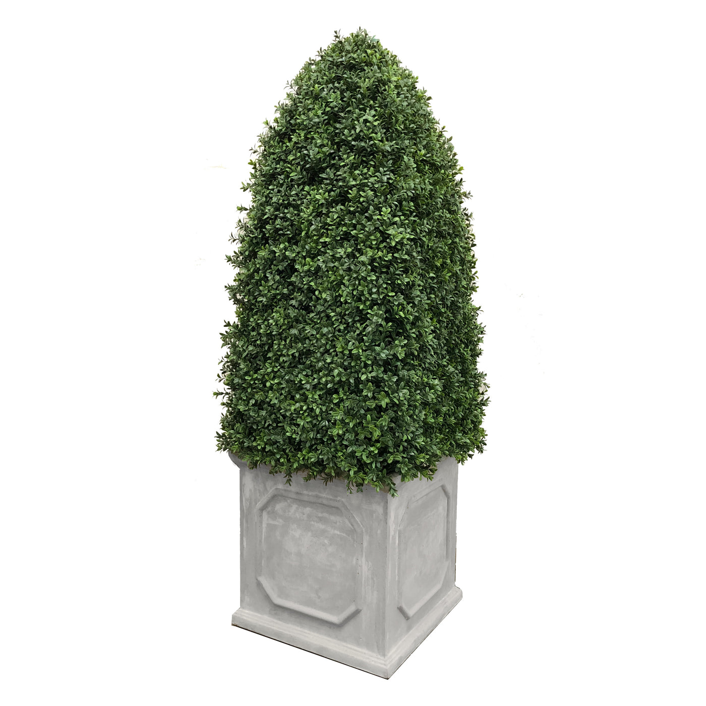 BULLET BOXWOOD IN PLANTER 5'