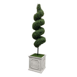 Spiral Boxwood in Square Planter 6.5'