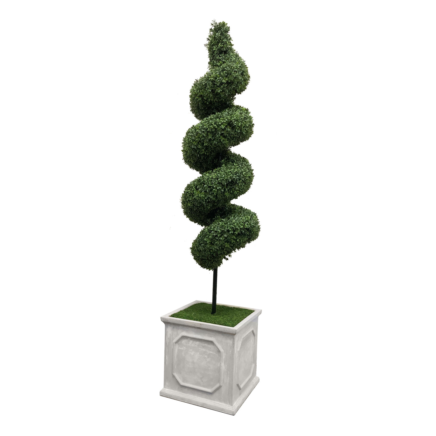 Spiral Boxwood in Square Planter 6.5'
