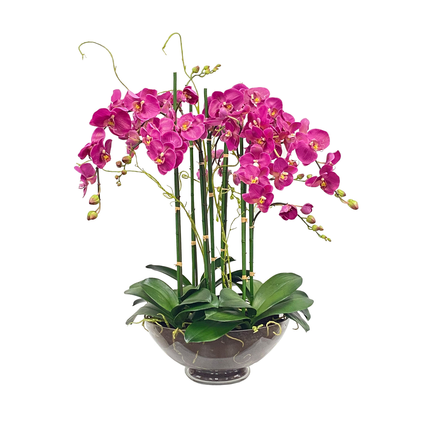 Phalaenopsis in Glass 32"