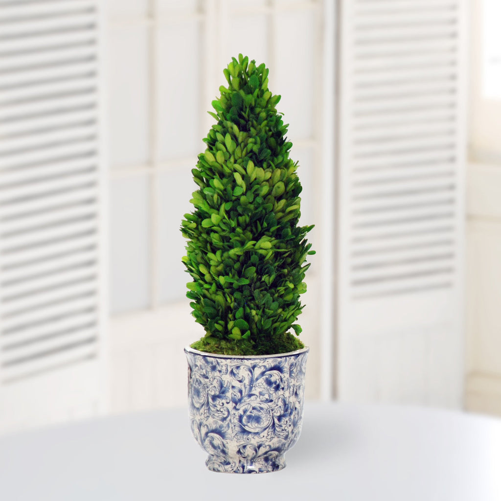 Winward Home Preserved Boxwood Cone
