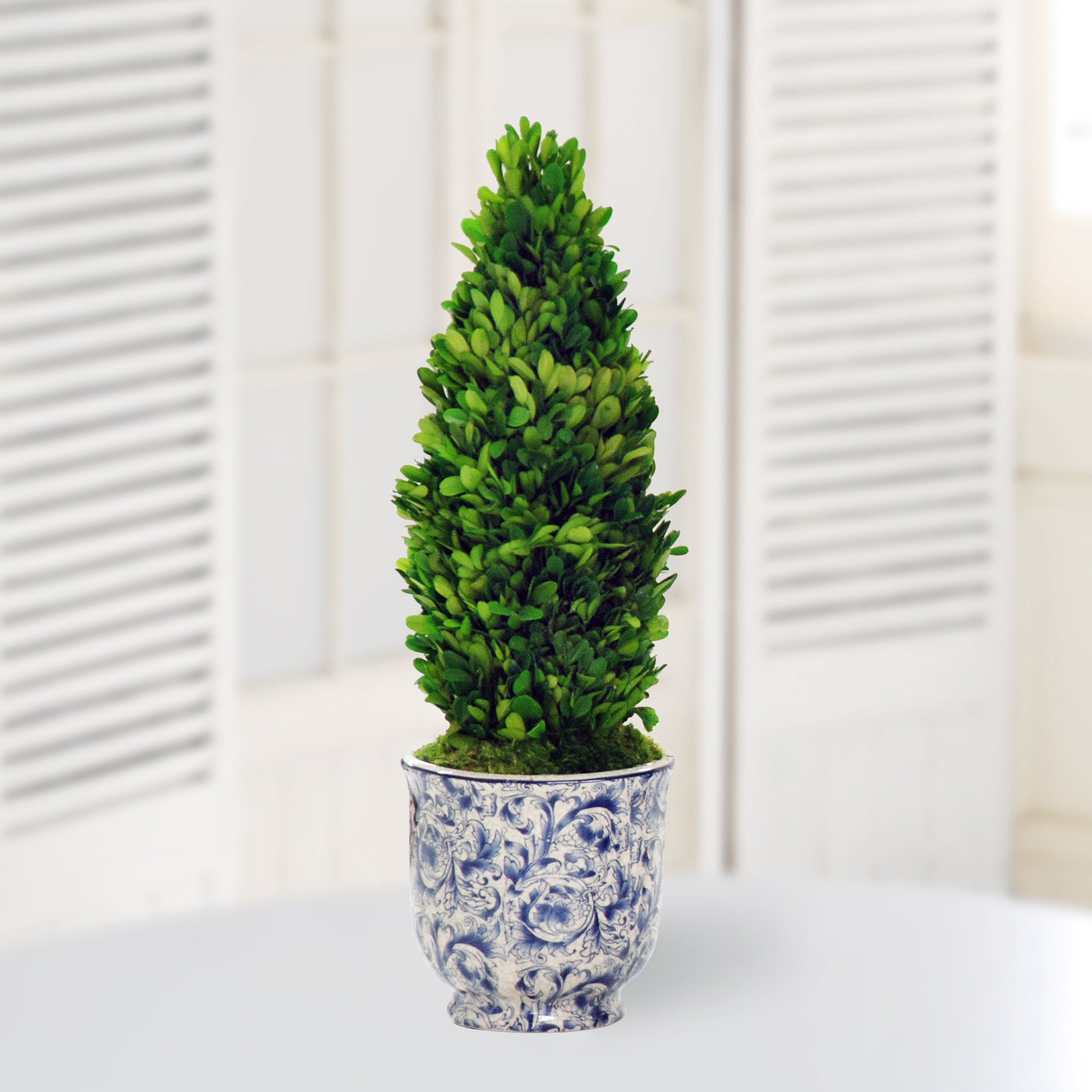 Preserved cone boxwood in chinoiserie pot