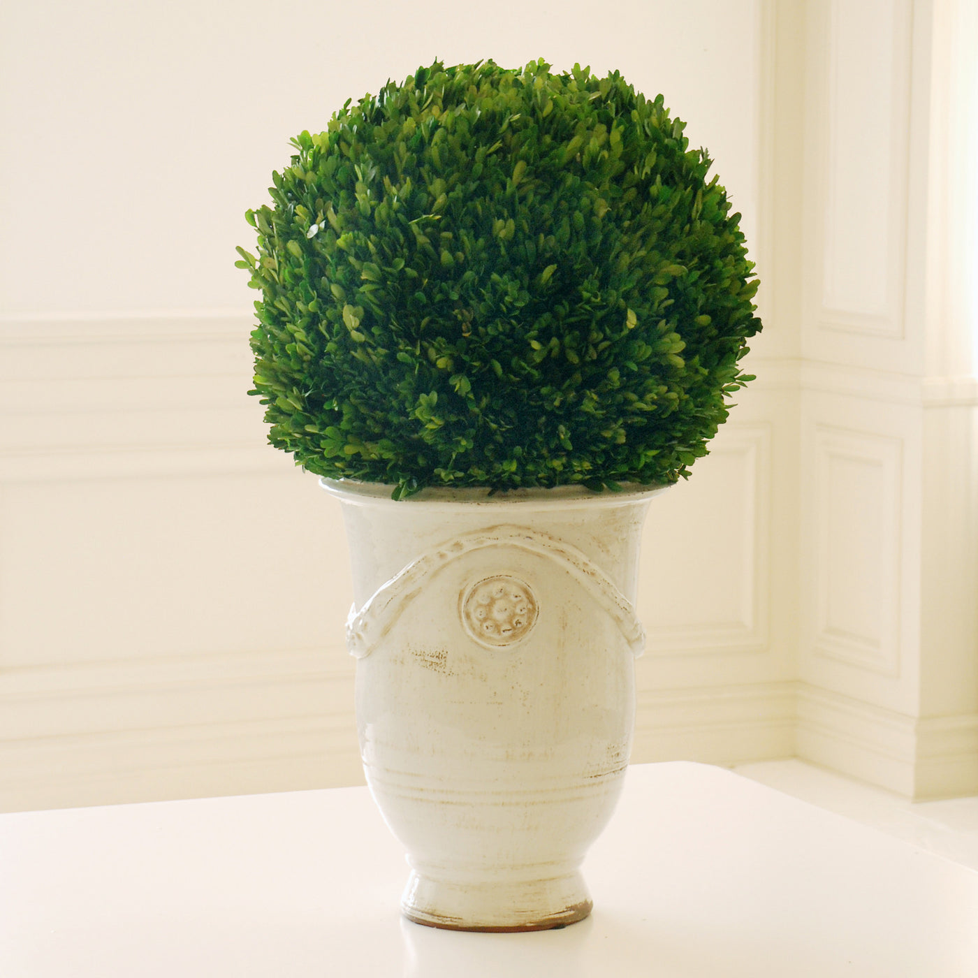 Preserved boxwood topiary in tuscan urn