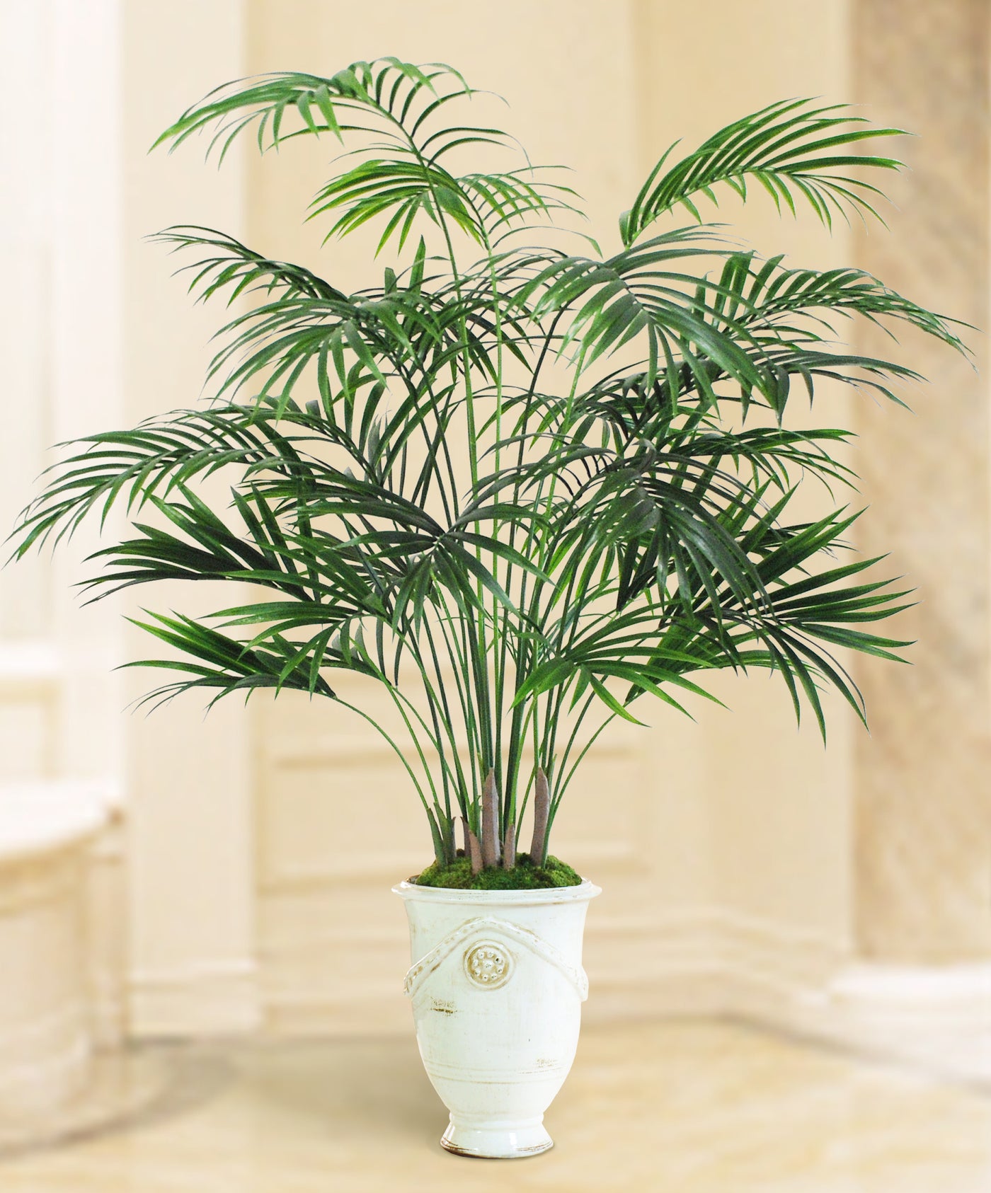 kentia plam tree in an antique white Tuscan planter